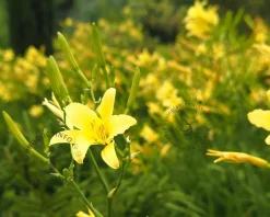 Hemerocallis citrina