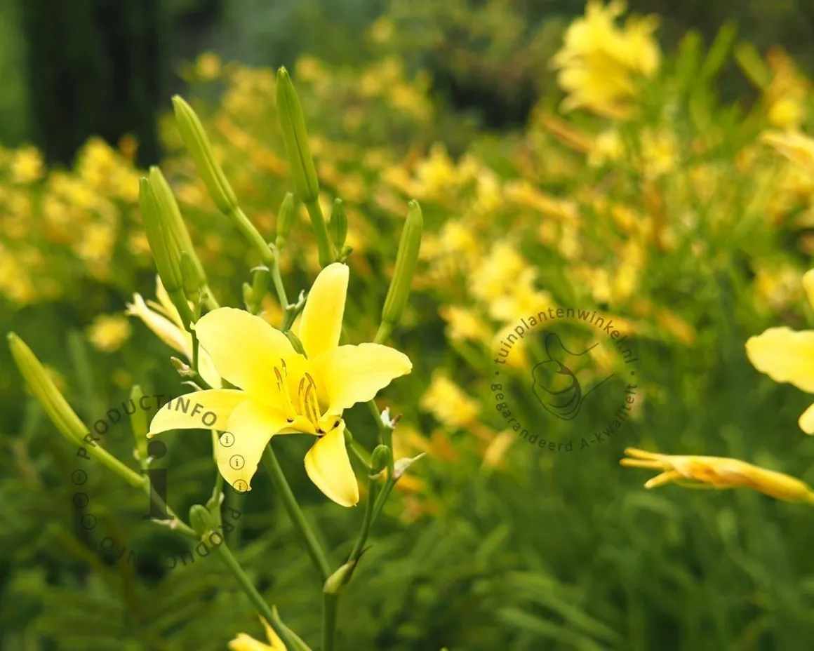 Hemerocallis citrina