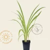 Hemerocallis 'Frans Hals'