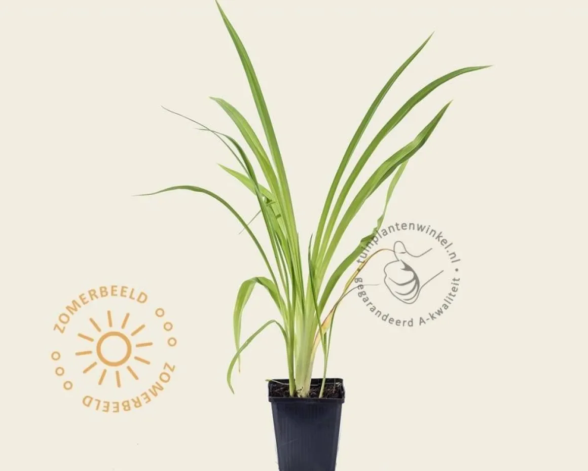 Hemerocallis 'Frans Hals'