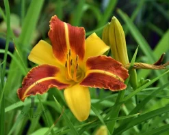 Hemerocallis 'Frans Hals'