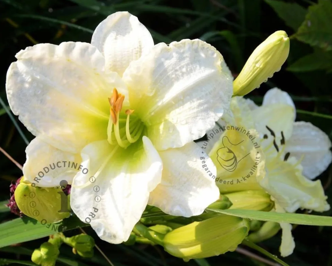Hemerocallis 'Gentle Shepherd'