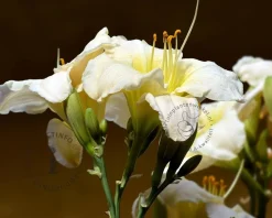 Hemerocallis 'Gentle Shepherd'