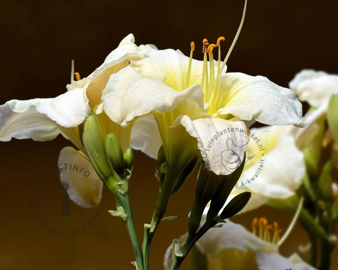 Hemerocallis 'Gentle Shepherd'