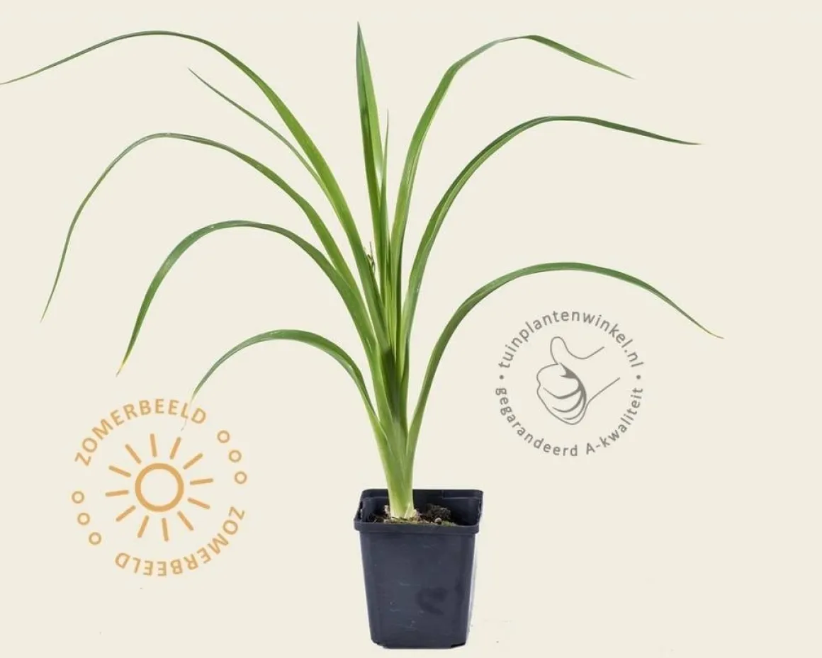 Hemerocallis 'Gentle Shepherd'