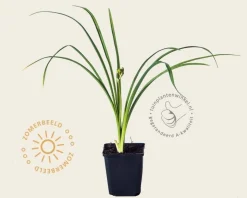 Hemerocallis 'Stella d'Oro'