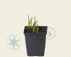 Hemerocallis 'Stella d'Oro'
