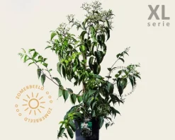 Heptacodium miconioides - XL