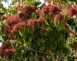 Heptacodium miconioides - XL