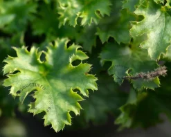 Heuchera 'Apple Crisp'