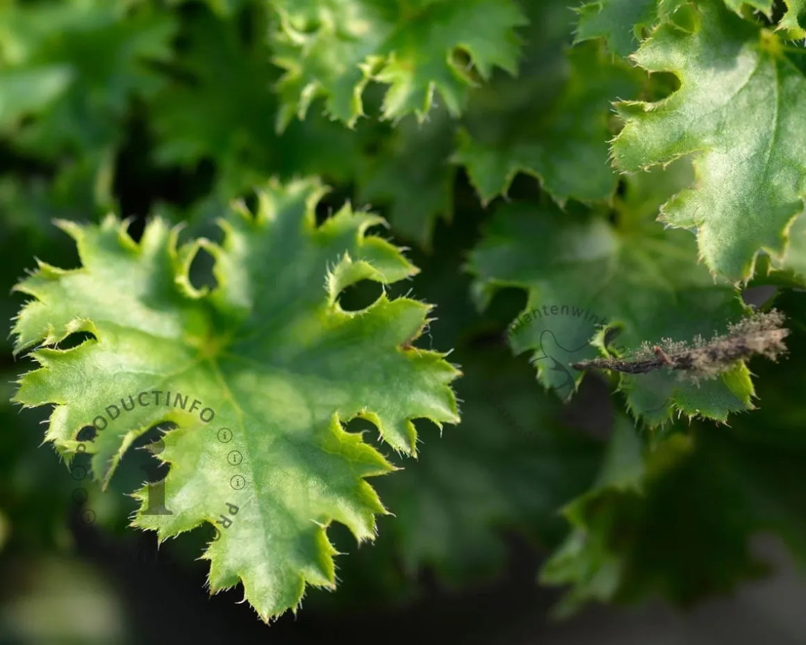 Heuchera 'Apple Crisp'