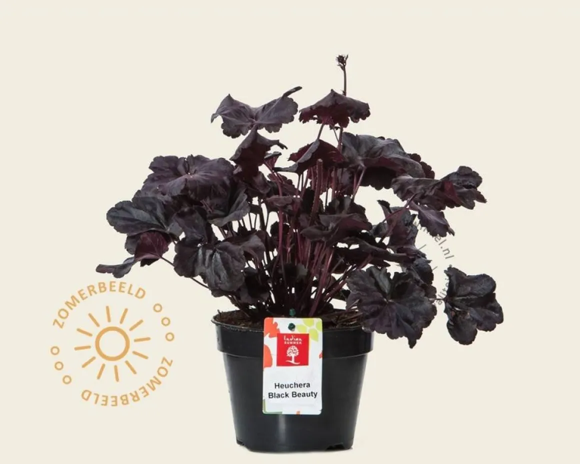 Heuchera 'Black Beauty'
