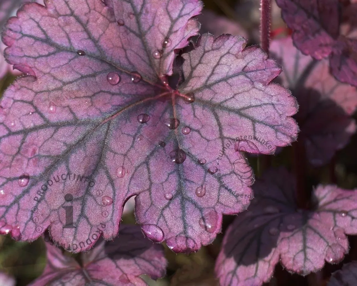 Heuchera 'Blackberry Jam'