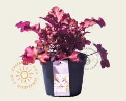 Heuchera 'Boysenberry'
