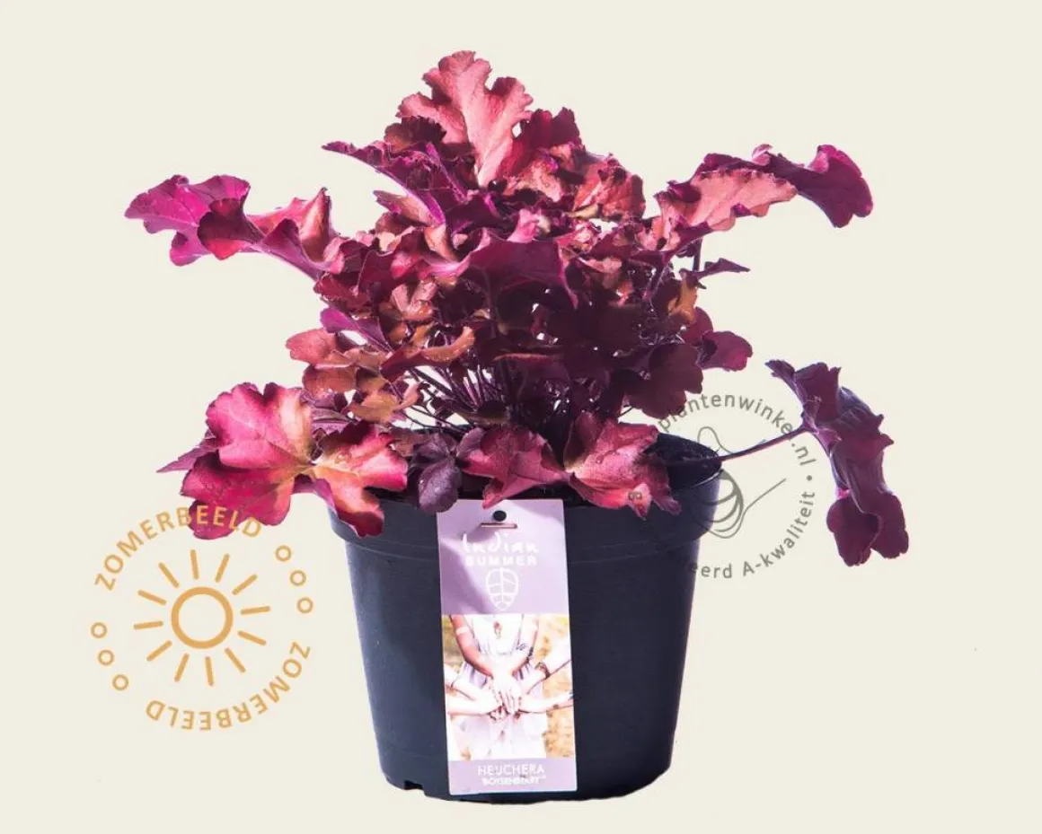 Heuchera 'Boysenberry'
