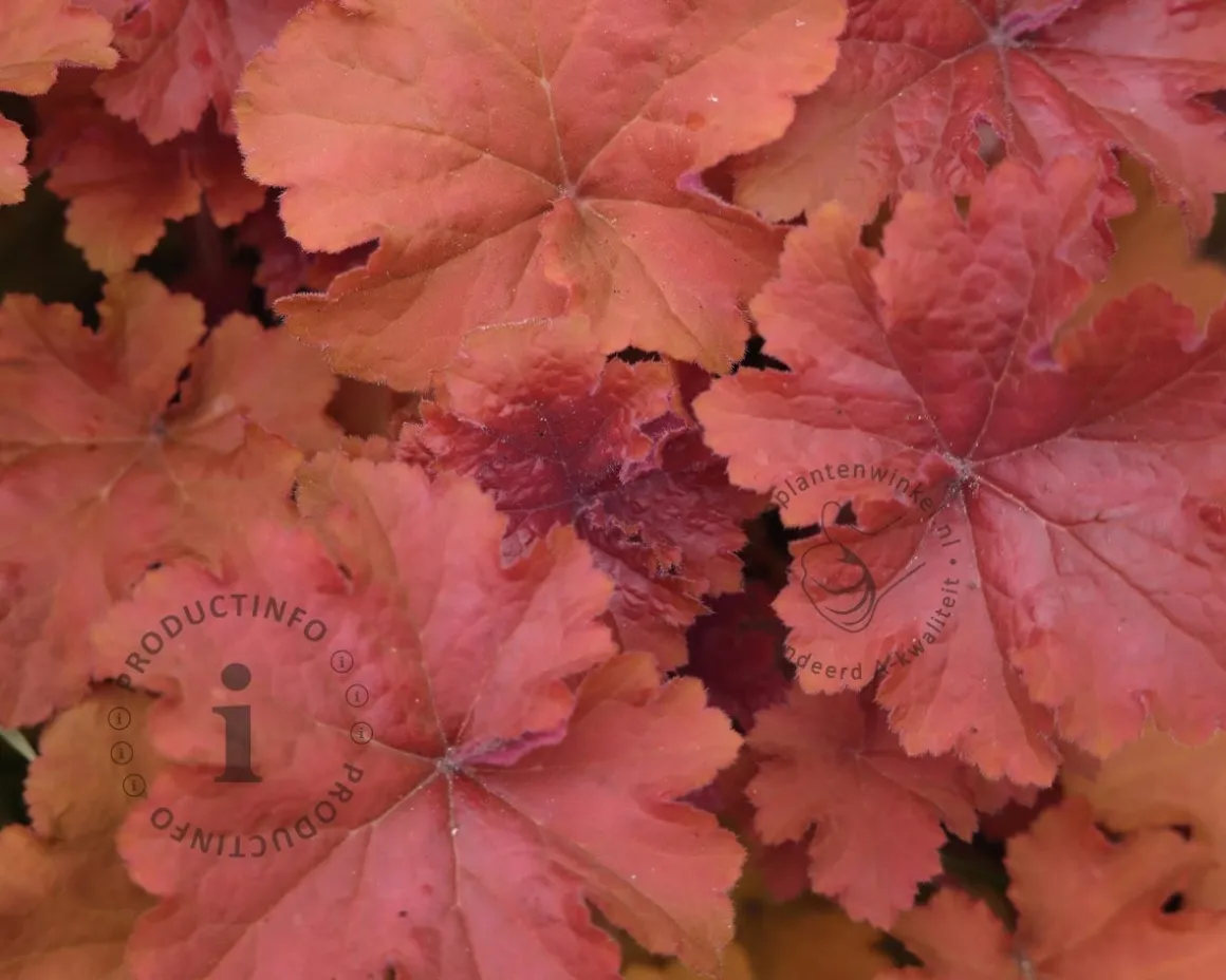 Heuchera 'Boysenberry'