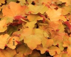 Heuchera 'Caramel'