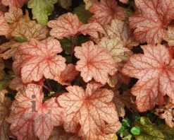 Heuchera 'Carnival Watermelon'