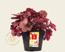 Heuchera 'Cherry Cola'