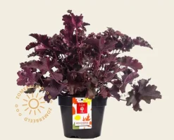 Heuchera 'Crimson Curls'