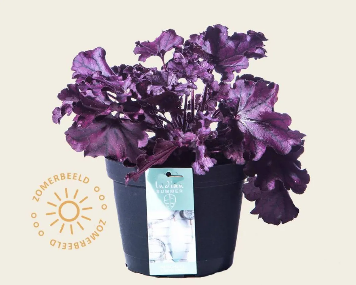 Heuchera 'Forever Purple'