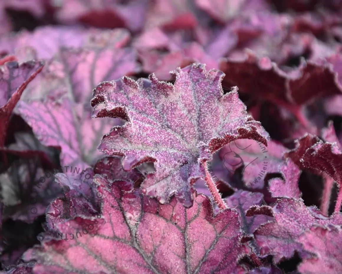 Heuchera 'Forever Purple'