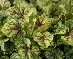 Heuchera 'Green Spice'