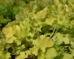 Heuchera 'Lime Marmalade'