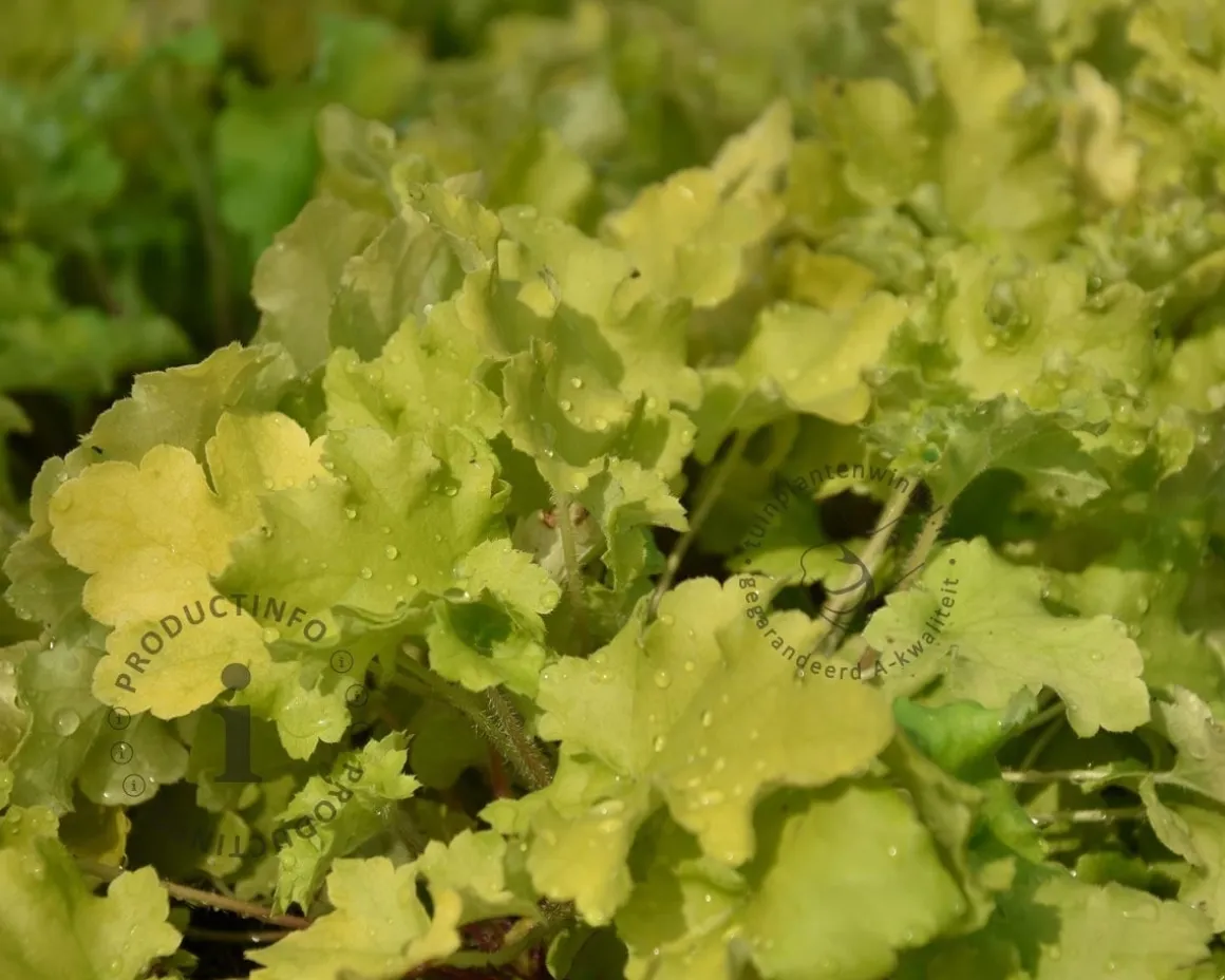 Heuchera 'Lime Marmalade'