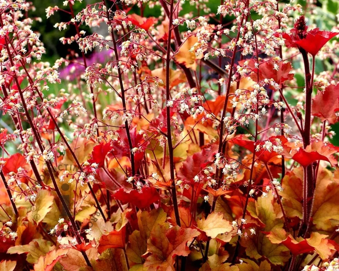 Heuchera 'Marmalade'