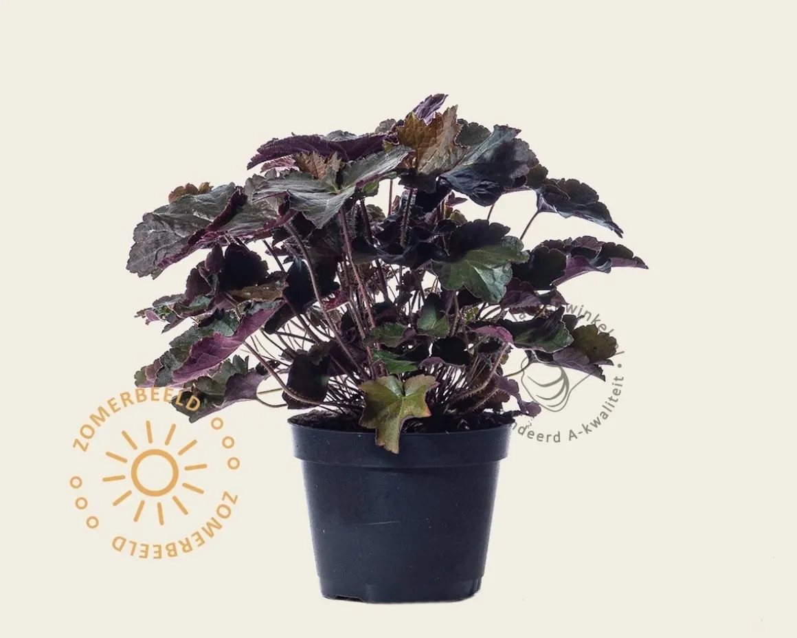 Heuchera micrantha 'Palace Purple'