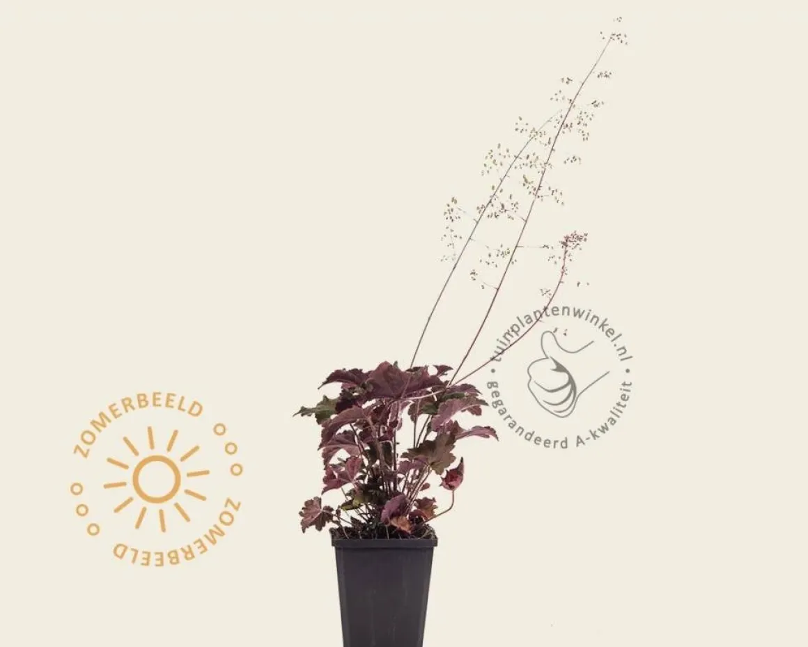 Heuchera micrantha 'Palace Purple'