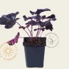 Heuchera 'Obsidian'