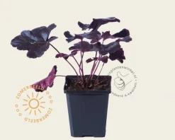 Heuchera 'Obsidian'
