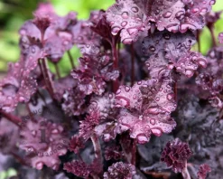 Heuchera 'Obsidian'