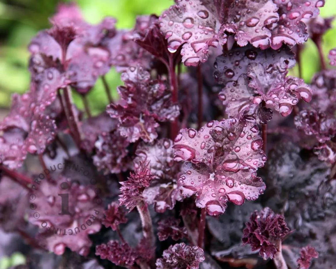 Heuchera 'Obsidian'
