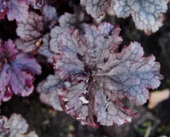 Heuchera 'Plum Pudding'