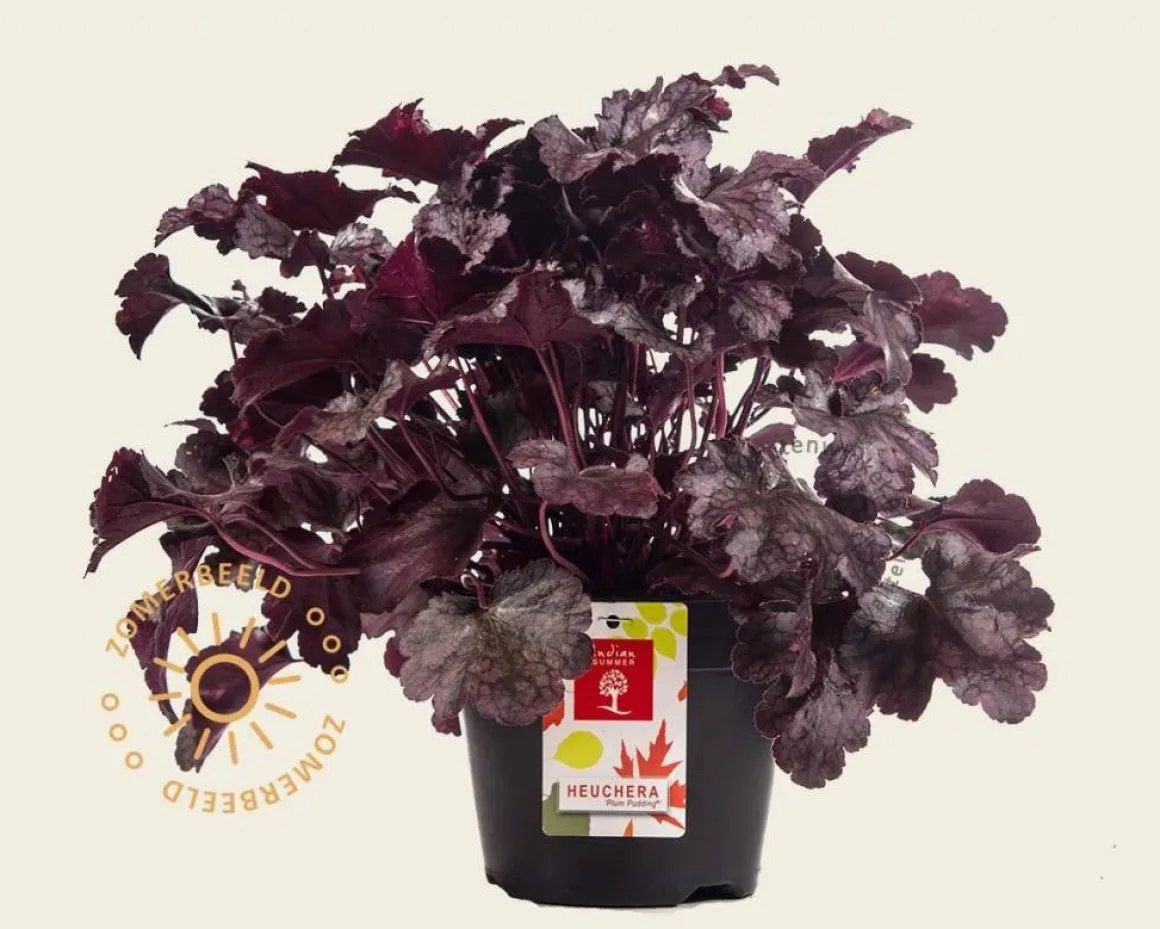 Heuchera 'Plum Pudding'