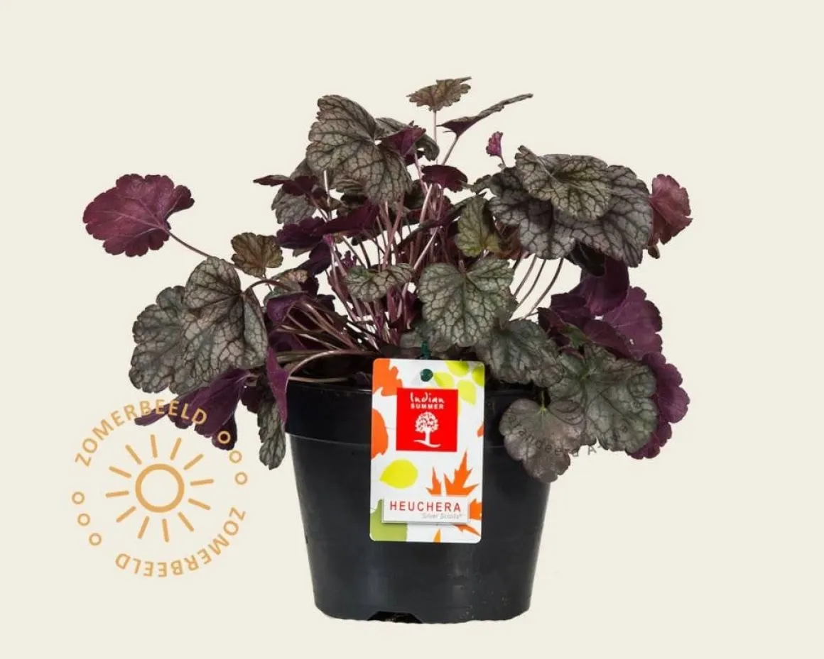 Heuchera 'Silver Scrolls'