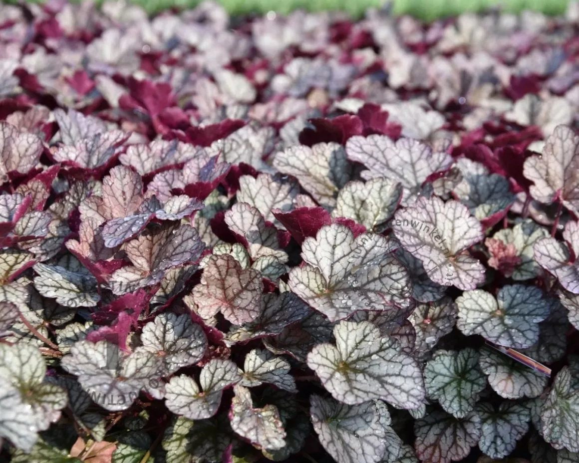 Heuchera 'Silver Scrolls'
