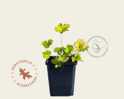 Heuchera villosa 'Chantilly'