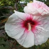 Hibiscus moscheutos 'Carousel Jolly Heart'