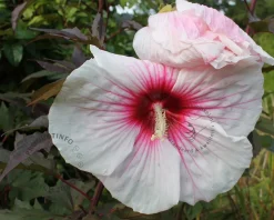 Hibiscus moscheutos 'Carousel Jolly Heart'