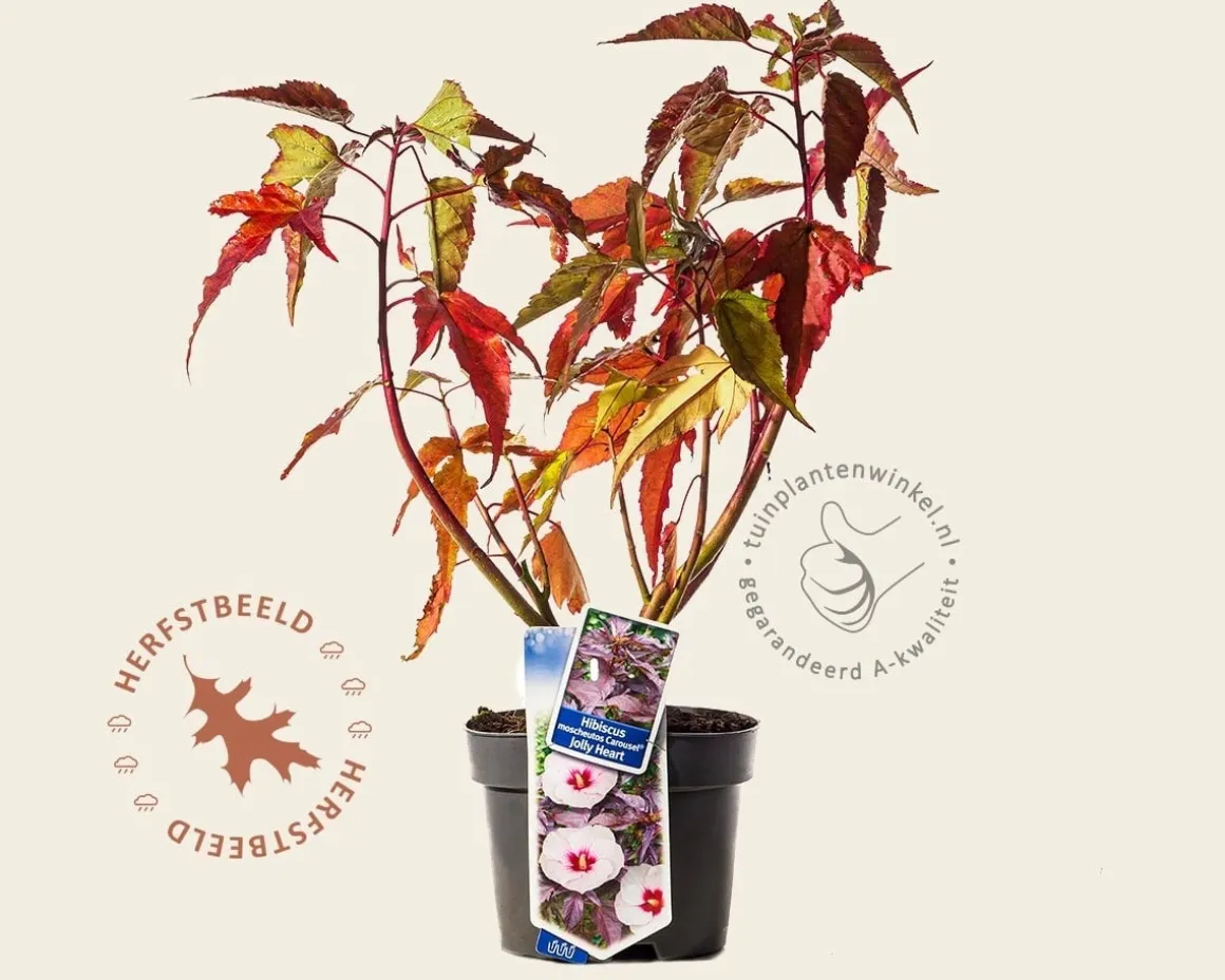 Hibiscus moscheutos 'Carousel Jolly Heart'