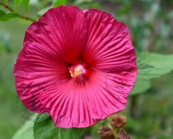 Hibiscus moscheutos 'Hot Pink'