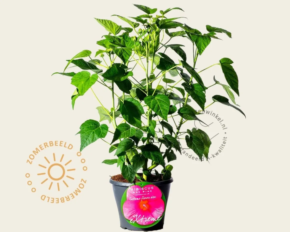 Hibiscus moscheutos 'Hot Pink'