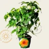 Hibiscus moscheutos 'Oak Red' - XXL