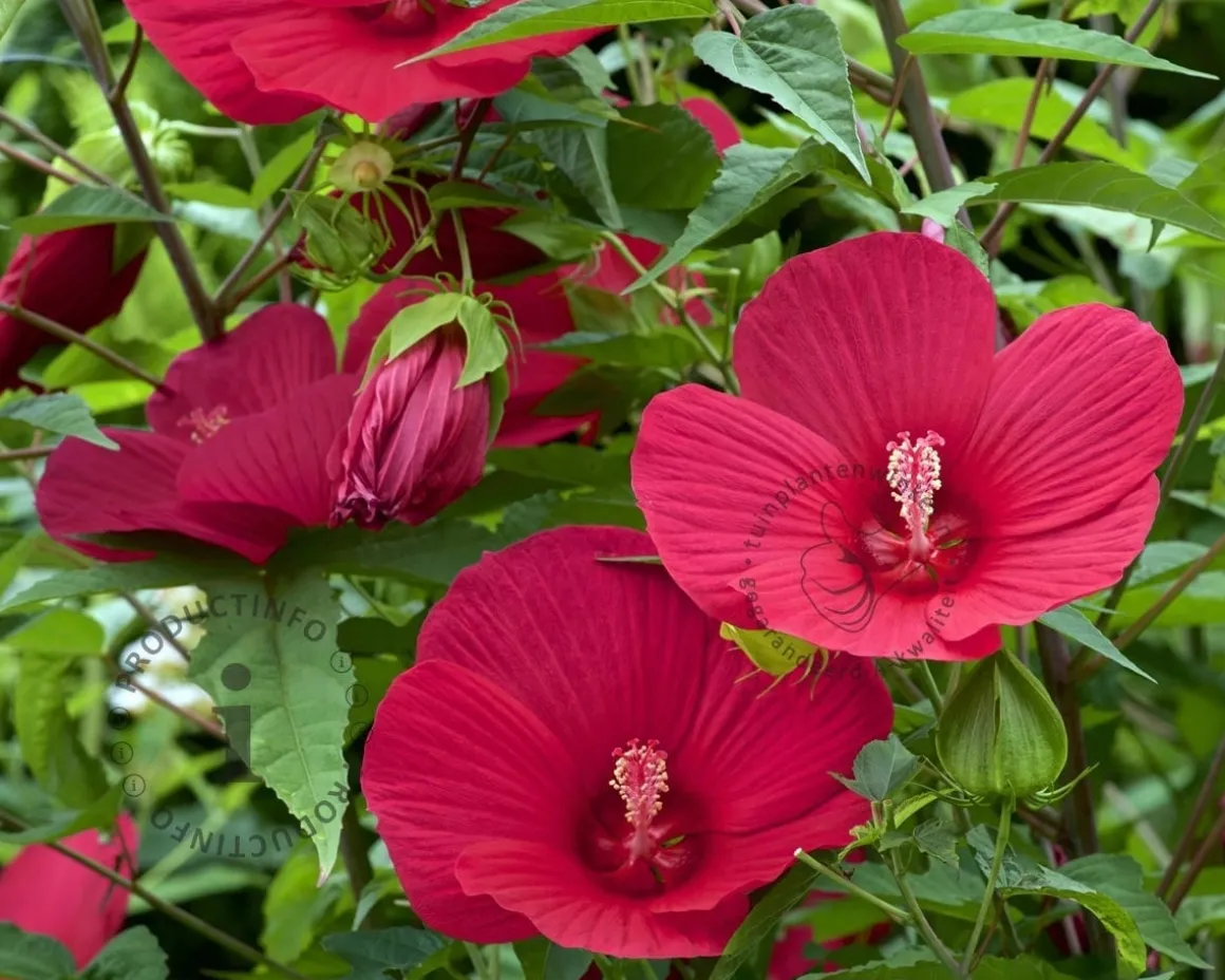 Hibiscus moscheutos 'Oak Red' - XXL