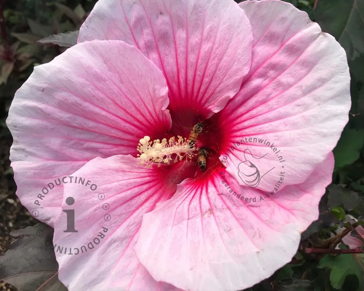 Hibiscus moscheutos 'Pink Candy'