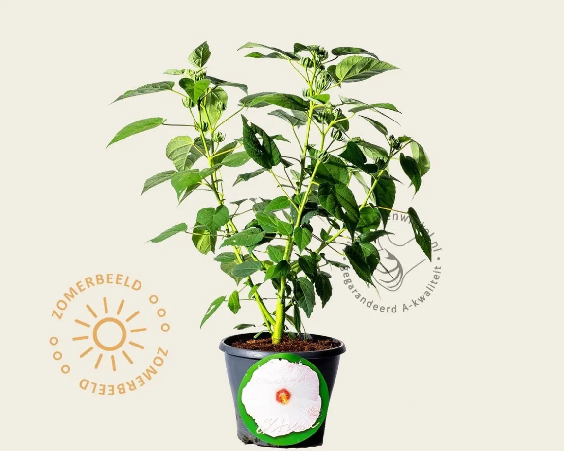 Hibiscus moscheutos 'Sparkle'